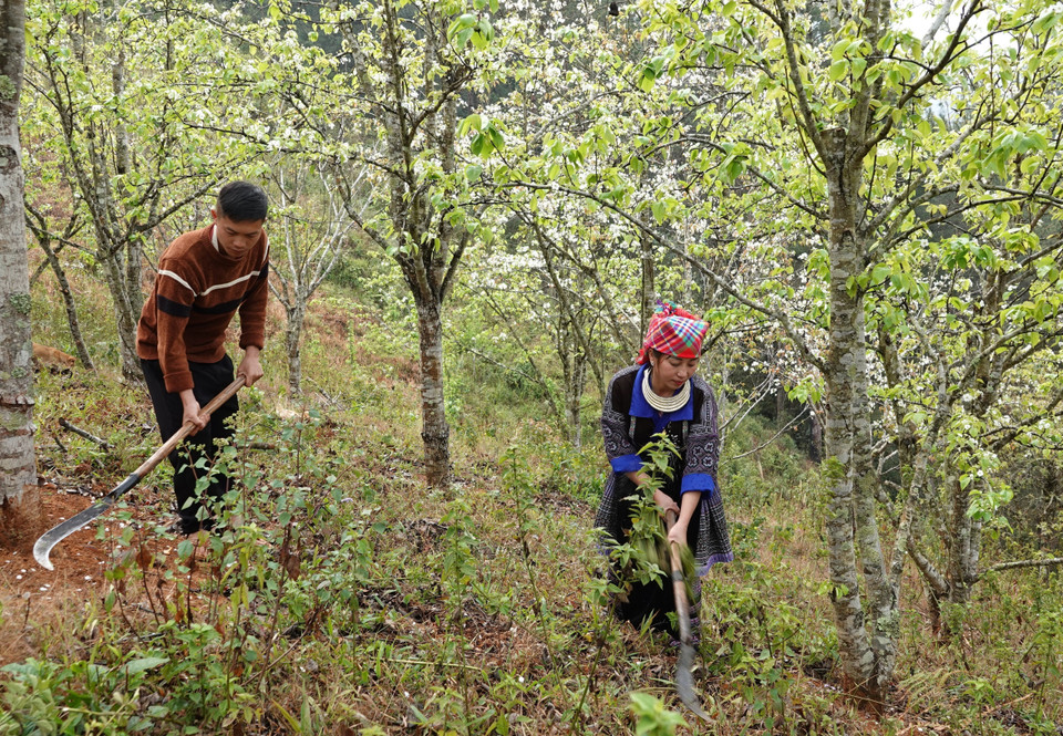 Tại xã Púng Luông, huyện Mù Cang Chải hiện có nhiều mô hình trồng lê đem lại hiệu quả kinh tế cao. (Ảnh: Tuấn Anh/TTXVN)