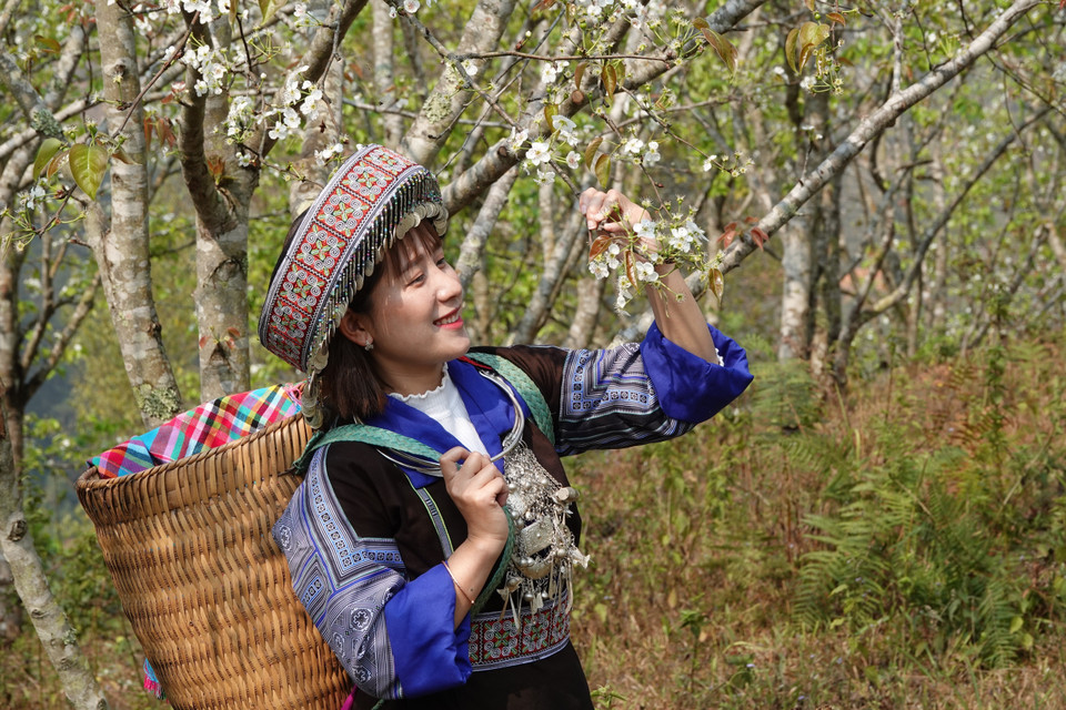 Du khách đến tham quan, trải nghiệm và chụp ảnh tại vườn lê.(Ảnh: Tuấn Anh/TTXVN)