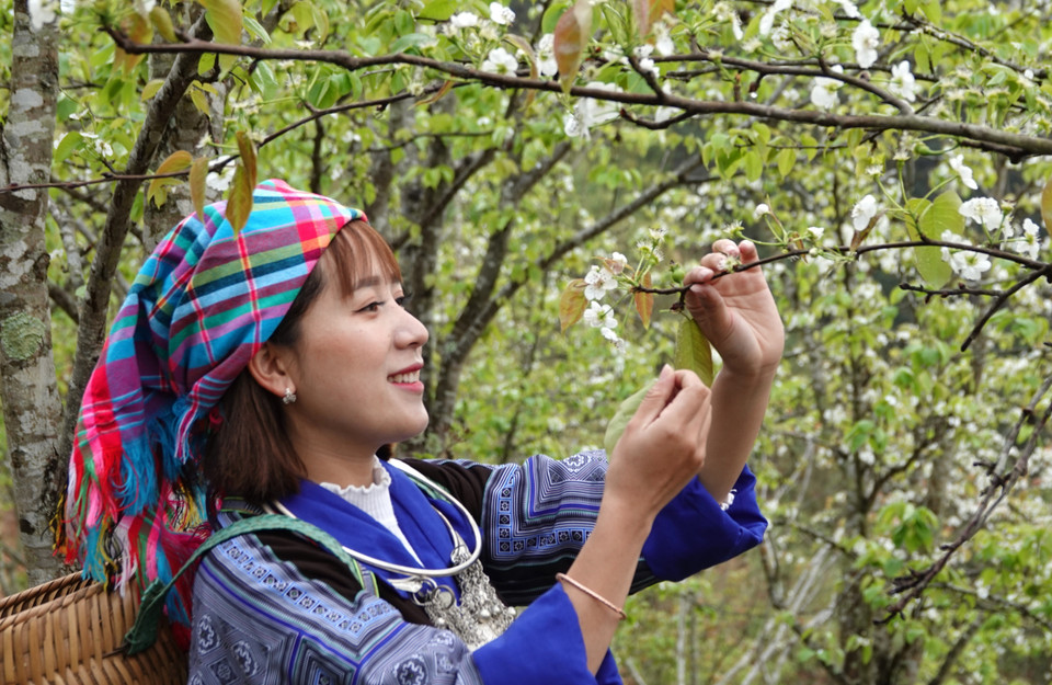 Du khách đến tham quan, trải nghiệm và chụp ảnh tại vườn lê.(Ảnh: Tuấn Anh/TTXVN)