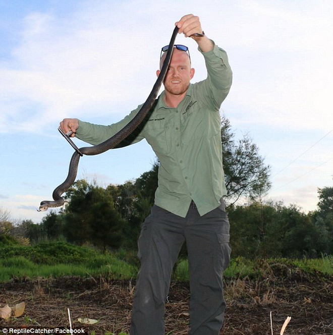 McKenzie là một chuyên gia về các loài bò sát. (Nguồn: Daily Mail)