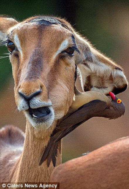 Trolle cho biết, đây là lần đầu tiên anh thấy cảnh tượng thú vị đến vậy. (Nguồn: Caters News Agency)