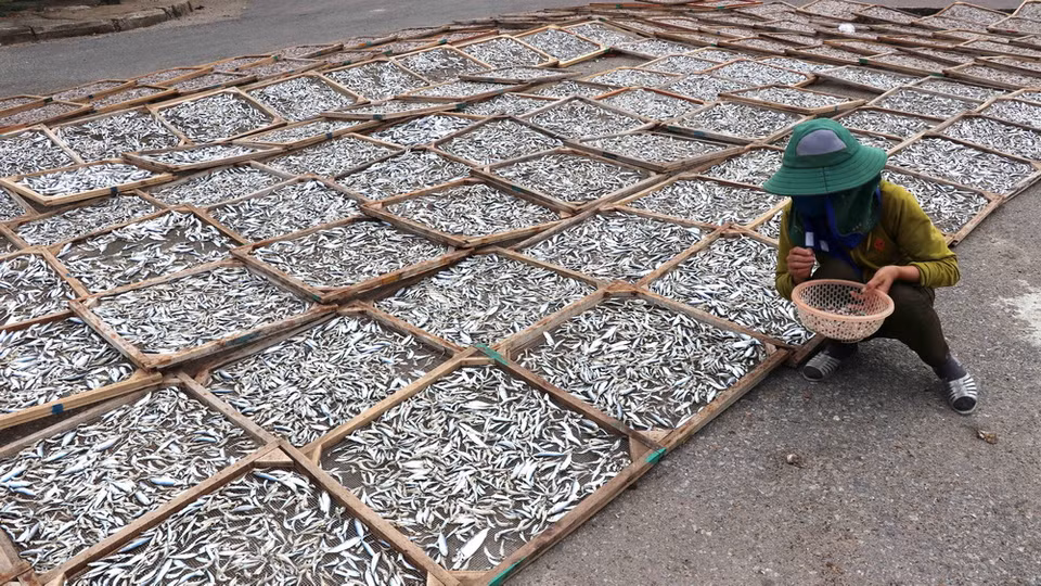 Hiện giá cá cơm khô bán được khoảng 110.000 đồng/kg, cá nục khô 60.000-70.000 đồng/kg tùy loại. (Ảnh: Nguyên Lý/TTXVN)