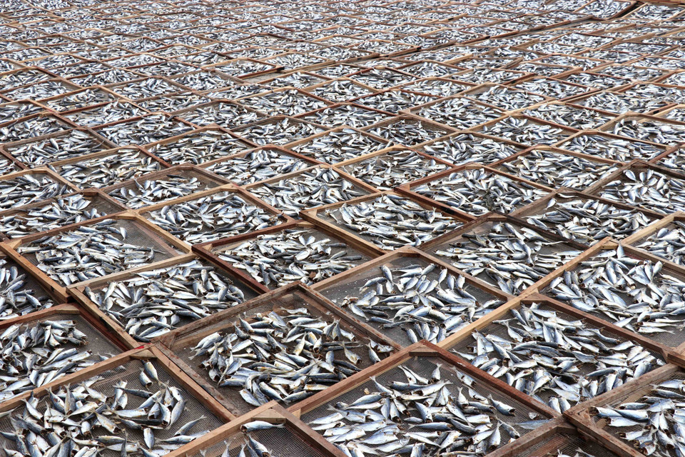 Các làng nghề hấp cá phơi khô nổi tiếng nhất các ở thôn Xuân Tiến, Xuân Ngọc, Xuân Lộc, Tân Xuân thuộc xã Gio Việt; các khu phố 1, 2, 3 và 4 thuộc thị trấn Cửa Việt. (Ảnh: Nguyên Lý/TTXVN)