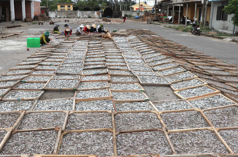 Phơi cá khô. (Ảnh: Nguyên Lý/TTXVN)