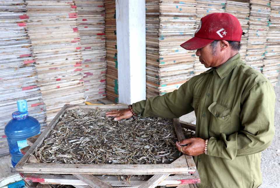 Huyện Gio Linh (Quảng Trị) hiện có 143 cơ sở làm nghề hấp cá phơi khô; chế biến hàng chục tấn cá biển mỗi năm, trong đó chủ yếu là cá nục và cá cơm. (Ảnh: Nguyên Lý/TTXVN)
