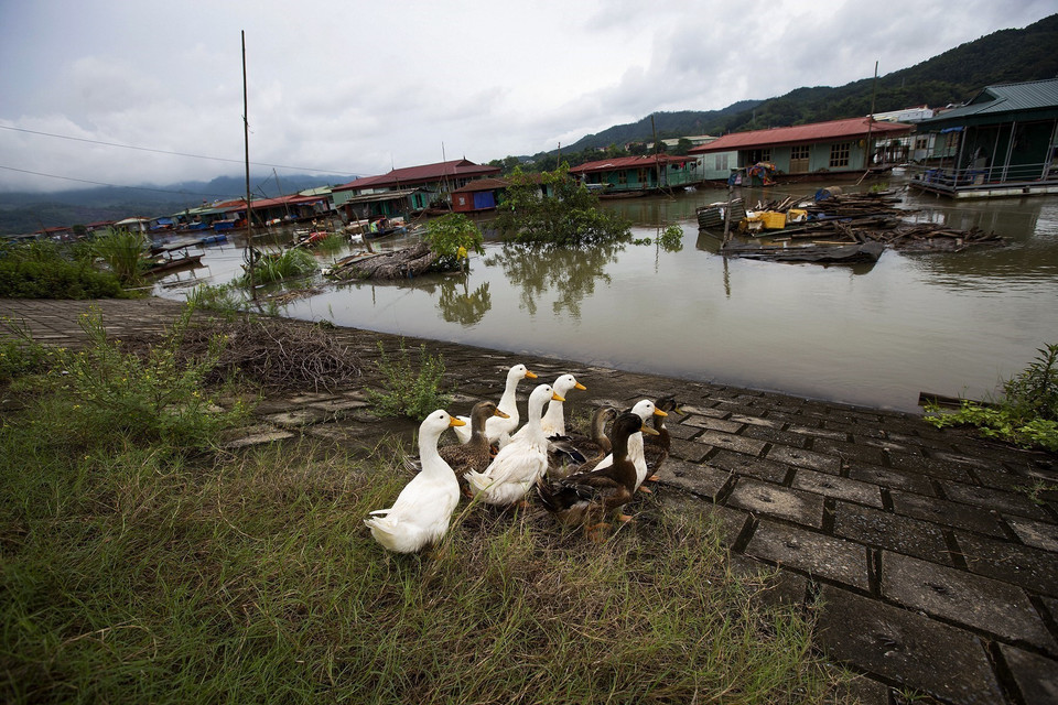 Làng vạn chài khi mùa nước lũ về trên sông Đà và thủy điện Hòa Bình xả lũ. (Ảnh: Trọng Đạt/TTXVN)