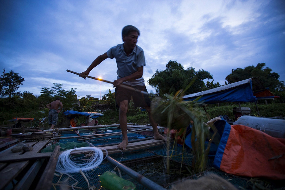 Ông Ngô Văn Thị, người dân làng vạn chà,i đang vớt rác và những con cá bị chết từ lồng nuôi cá bị ảnh hưởng từ đợt xả lũ thủy điện đầu tiên của thủy điện Hòa Bình ngày 12/6/2022. (Ảnh: Trọng Đạt/TTXVN) 