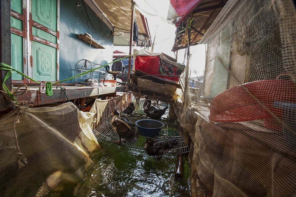 Không gian giữa những căn nhà nổi sẽ dành để nuôi vịt hoặc gà để tăng gia, cải thiện bữa ăn của gia đình. (Ảnh: Trọng Đạt/TTXVN)