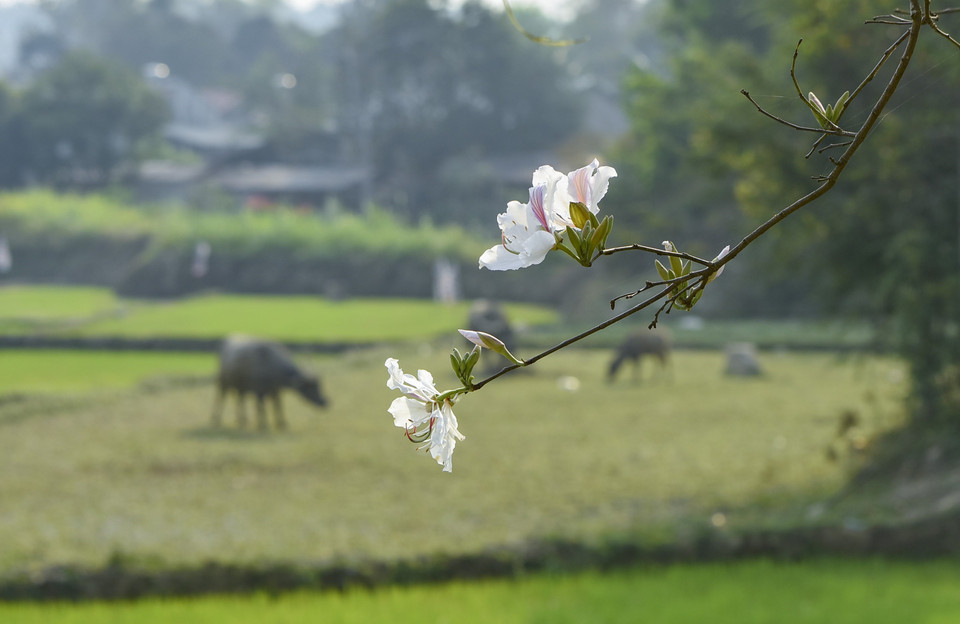 Hoa ban bung nở bên ruộng đồng của người dân. (Ảnh: Xuân Tư/TTXVN)