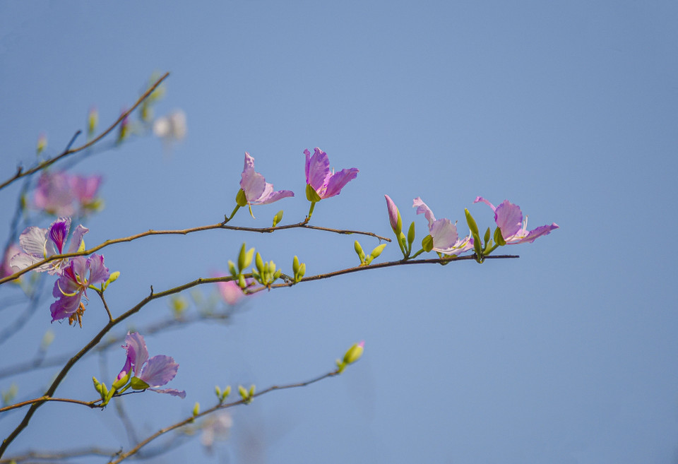 Những bông hoa ban bung nở rực rỡ giữa trời xanh. (Ảnh: Xuân Tư/TTXVN)