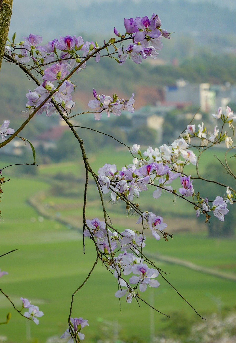 Những nhành hoa ban phớt hồng bung nở trước nền xanh của ruộng đồng. (Ảnh: Xuân Tư/TTXVN)