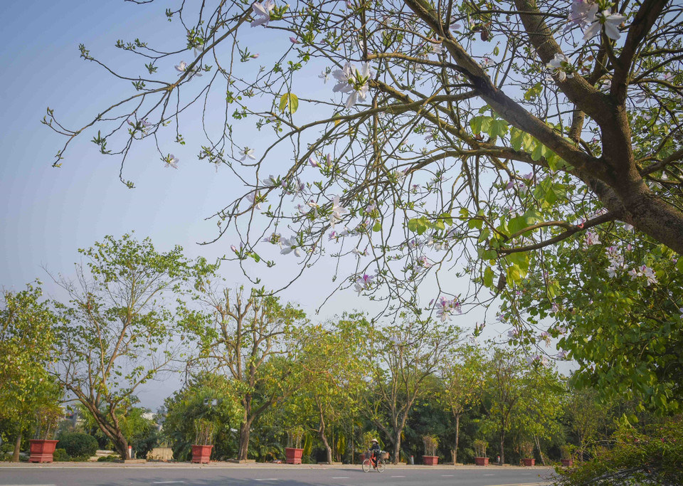 Hoa ban bung nở trên đường Nguyễn Hữu Thọ, thành phố Điện Biên Phủ. (Ảnh: Xuân Tư/TTXVN)