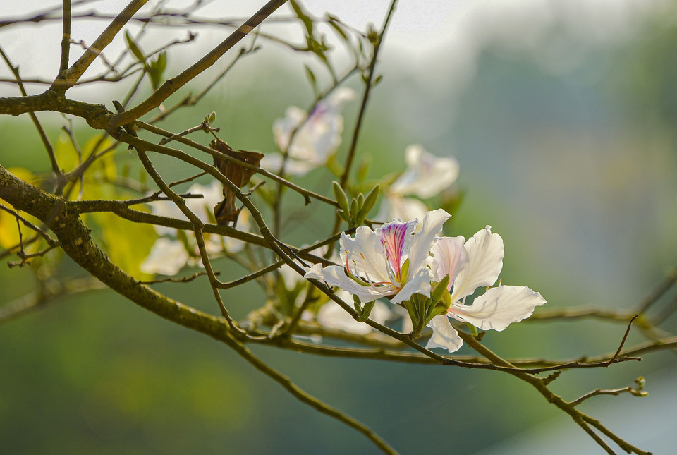 Vẻ đẹp tinh khôi của hoa ban. (Ảnh: Xuân Tư/TTXVN)