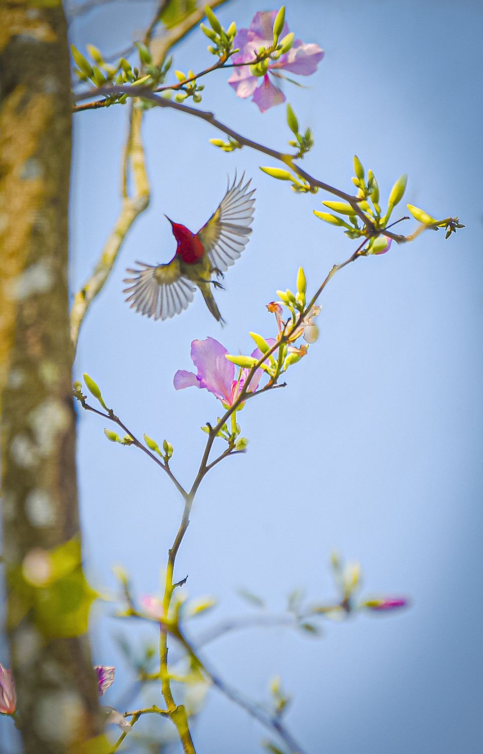 Một chú chim rực rỡ sắc màu bên nhành hoa ban. (Ảnh: Xuân Tư/TTXVN)