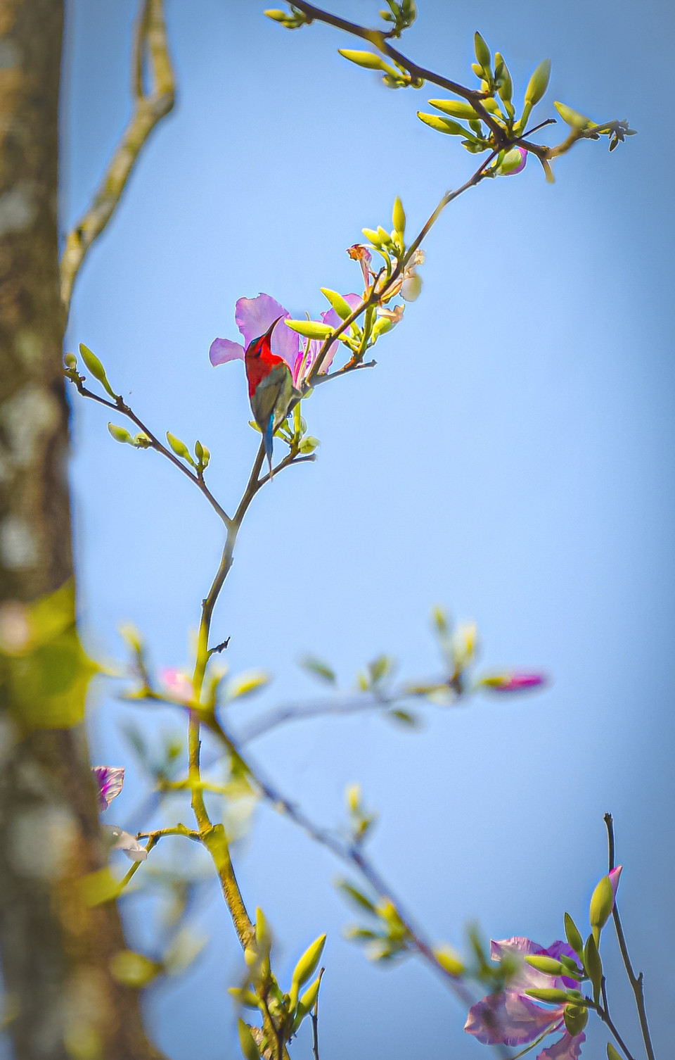 Chú chim rực rỡ sắc màu trên nhành hoa ban. (Ảnh: Xuân Tư/TTXVN)