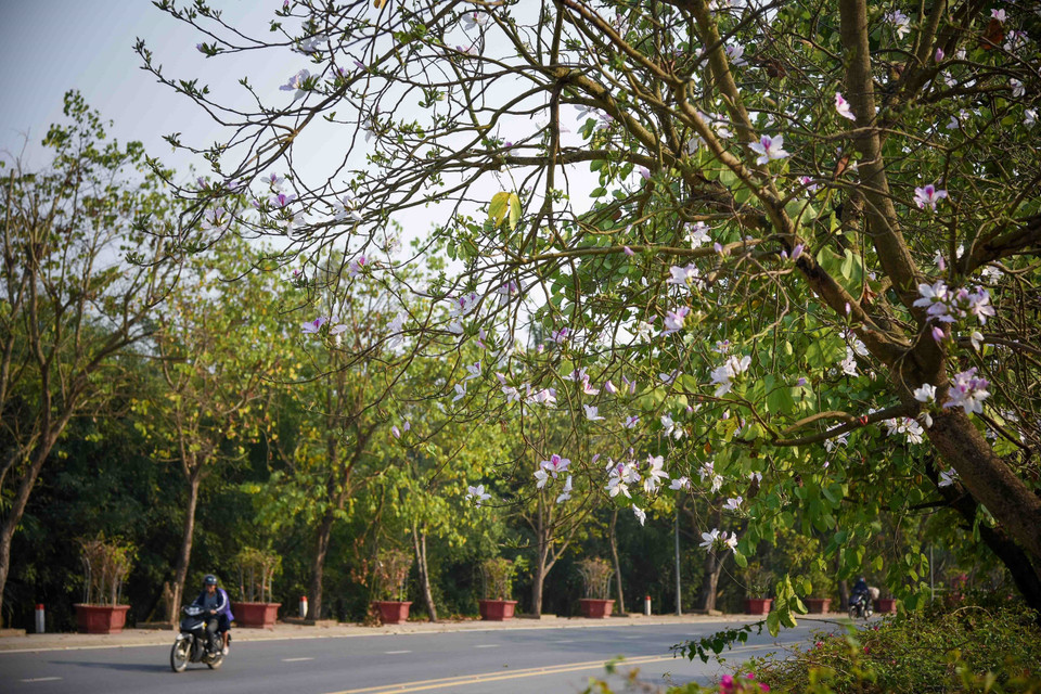 Hoa ban bung nở trên đường Nguyễn Hữu Thọ, thành phố Điện Biên Phủ. (Ảnh: Xuân Tư/TTXVN)