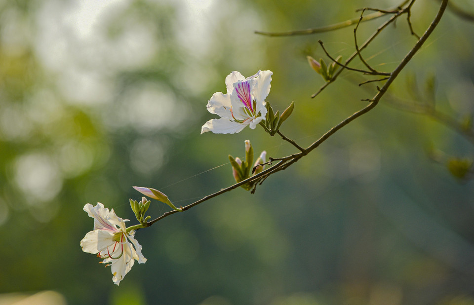Những cành ban trắng buông lơi. (Ảnh: Xuân Tư/TTXVN)