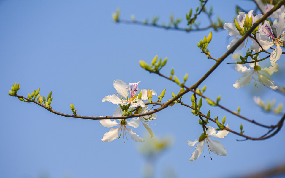 Những bông hoa ban bung nở bên những nụ hoa còn chúm chím. (Ảnh: Xuân Tư/TTXVN)