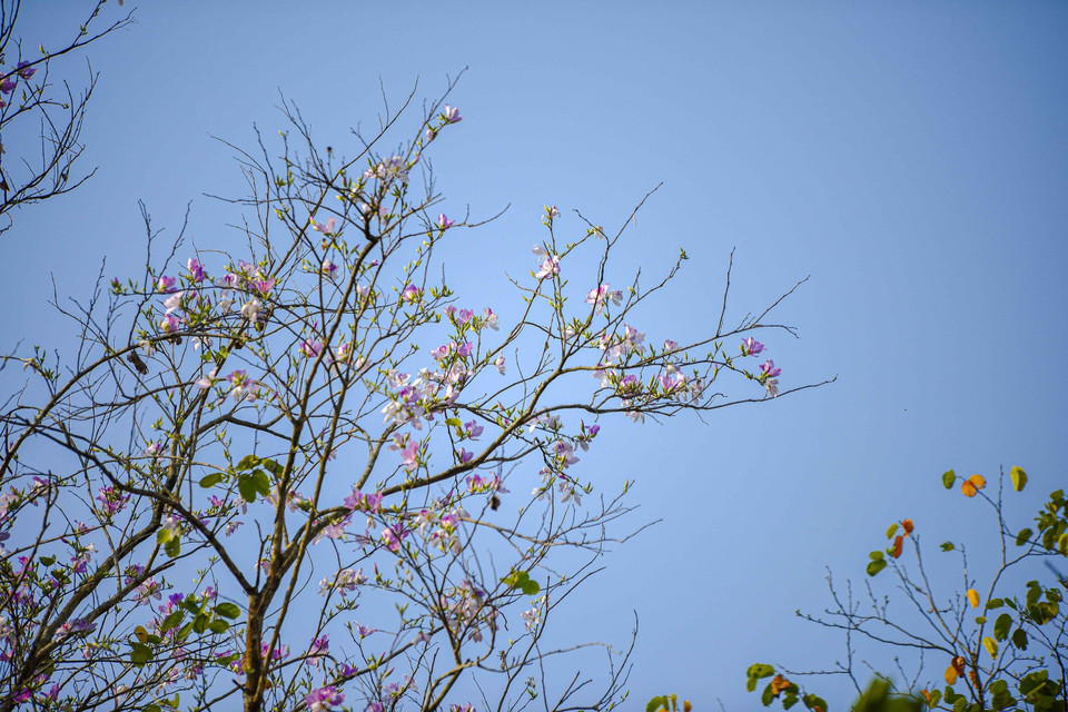 Những nhành hoa ban bung nở trên bầu trời xanh. (Ảnh: Xuân Tư/TTXVN)