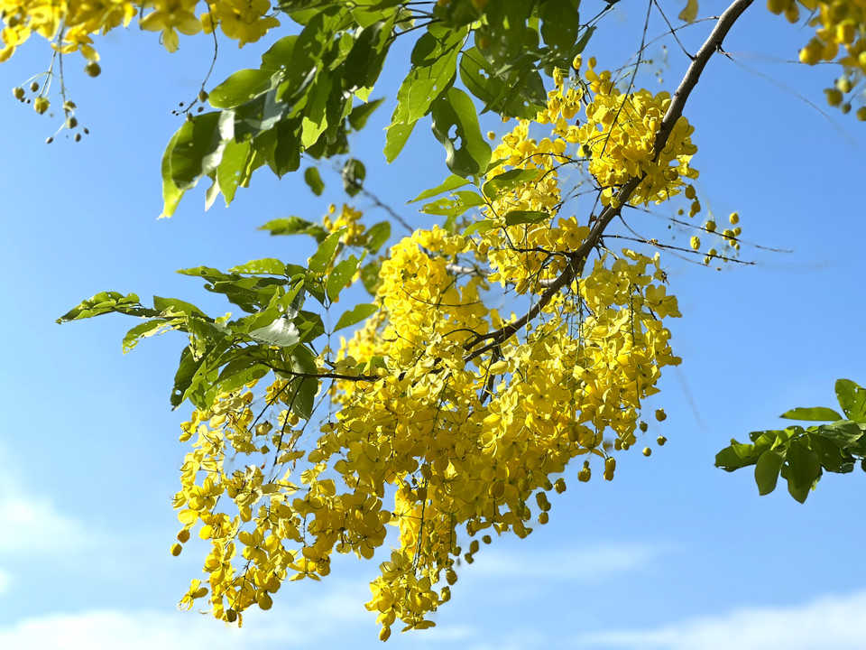 Sắc vàng rực rỡ của hoa muồng hoàng yến trong cái nắng tháng 5 của Hà Nội. (Ảnh: Trần Hương Sơn/Vietnam+)