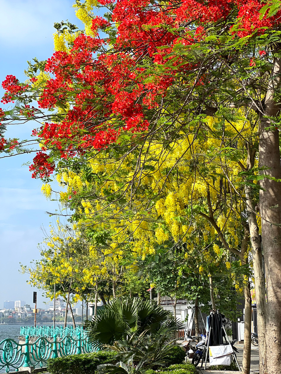 Sắc vàng của hoa muồng hoàng yến hòa quên sắc đỏ hoa phương tạo nên bức ảnh nên thơ của mùa Hè ở Hà Nội. (Ảnh: Trần Hương Sơn/Vietnam+)