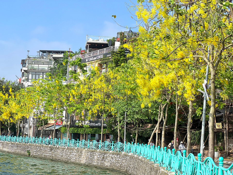 Hoa muồng hoàng yến rực rỡ ven Hồ Tây. (Ảnh: Trần Hương Sơn/Vietnam+)