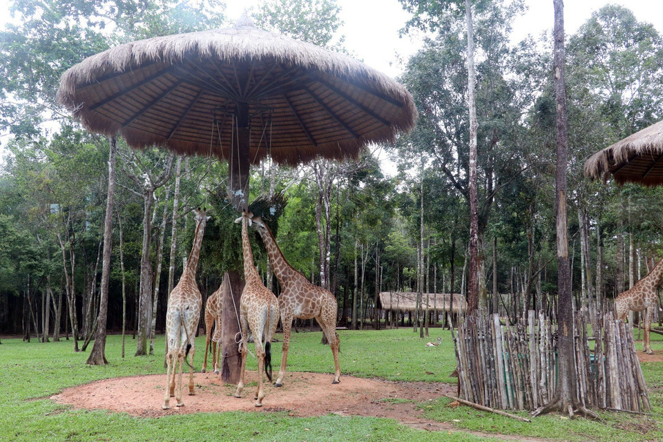  Loài hươu cao cổ ở Vinpearl Safari Phú Quốc tại đảo ngọc Phú Quốc (Kiên Giang). (Ảnh: Lê Huy Hải/TTXVN)