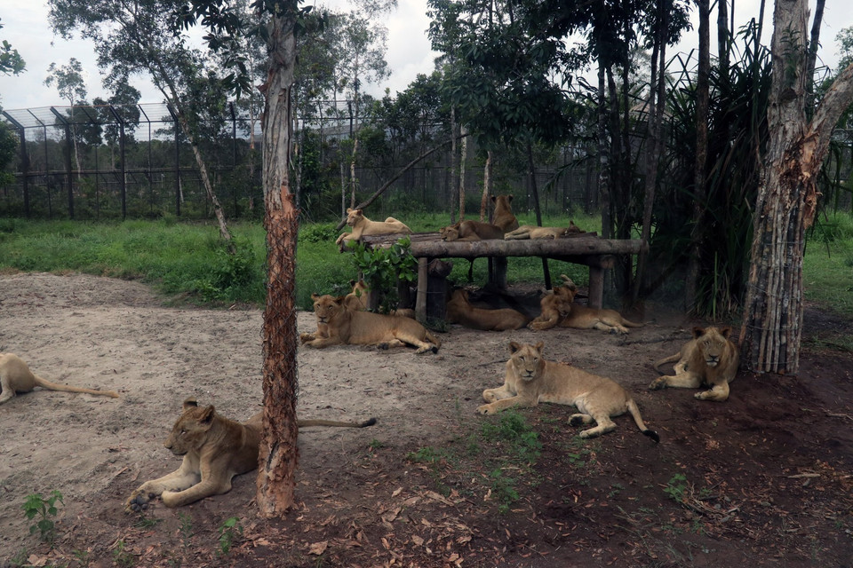  Loài sư tử ở Vinpearl Safari Phú Quốc tại đảo ngọc Phú Quốc (Kiên Giang). (Ảnh: Lê Huy Hải/TTXVN)