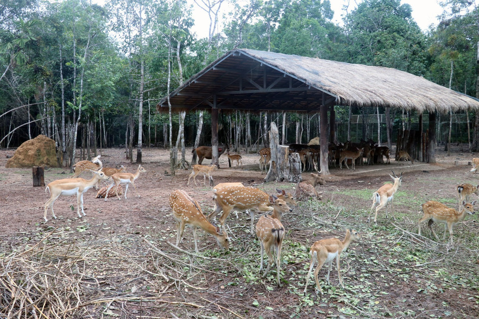 Loài hươu sao ở Vinpearl Safari Phú Quốc tại đảo ngọc Phú Quốc (Kiên Giang). (Ảnh: Lê Huy Hải/TTXVN)