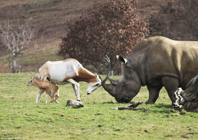 Ramina đã lao tới và giương cặp sừng để dọa dẫm. (Nguồn: Daily Mail) 