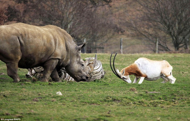 Nhận thấy chú tê giác đi tới chỗ con mình, linh dương mẹ Ramina đã lao tới ngay lập tức. (Nguồn: Daily Mail) 