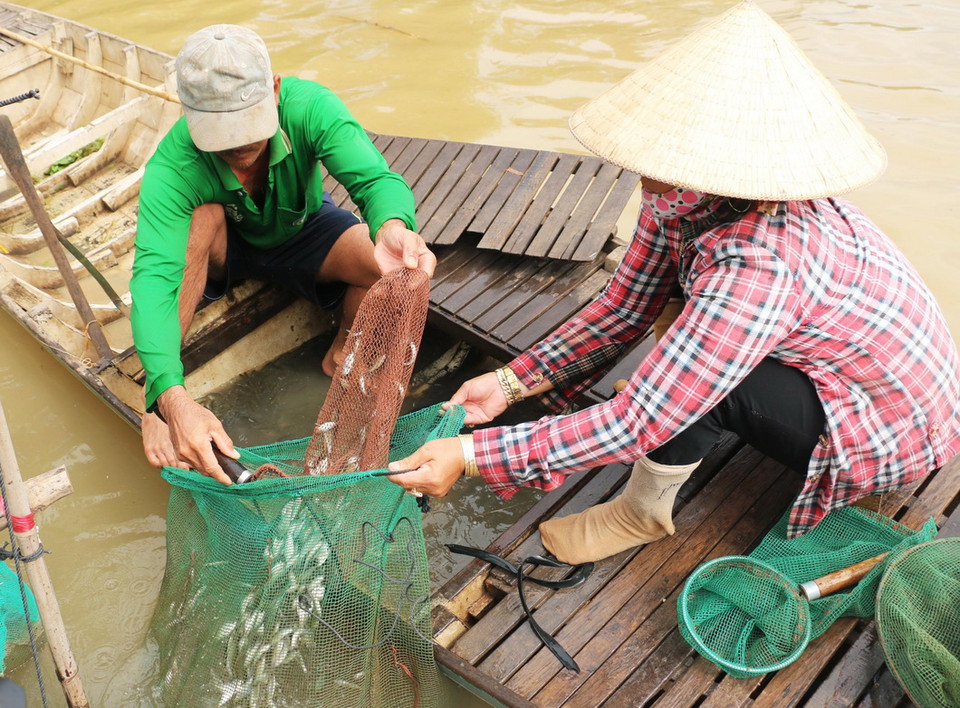 Vợ chồng anh Nguyễn Minh Ngà ở ấp Phước Khánh, xã Phước Hưng (An Phú, An Giang) bắt cá linh. (Ảnh: Công Mạo/TTXVN)