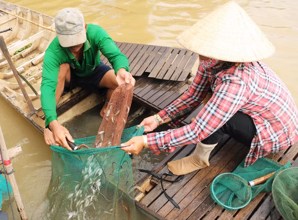 Vợ chồng anh Nguyễn Minh Ngà ở ấp Phước Khánh, xã Phước Hưng (An Phú, An Giang) bắt cá linh. (Ảnh: Công Mạo/TTXVN)