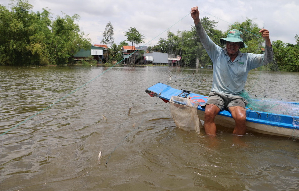 Anh Nguyễn Văn Cơi ở xã Vĩnh Hậu (An Phú, An Giang) giăng lưới bắt cá linh. (Ảnh: Công Mạo/TTXVN)