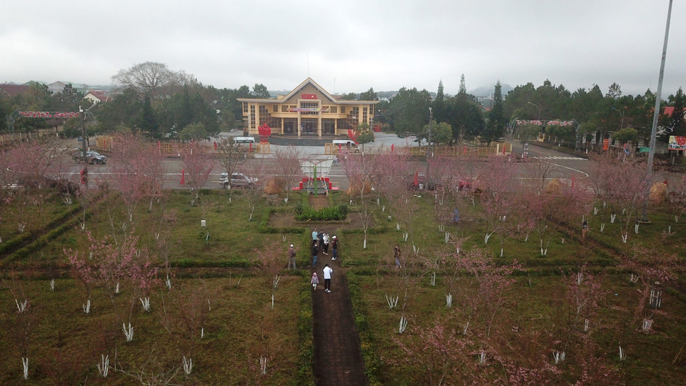 Hoa anh đào tại thị trấn Măng Đen, huyện Kon Plông, tỉnh Kon Tum đồng loạt bung hoa, khoe sắc vào đúng ngày đầu Năm Mới 2022. (Ảnh: Khoa Chương/TTXVN)