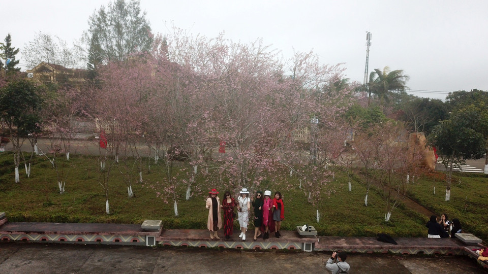 Du khách chụp ảnh cùng hàng cây anh đào cổ thụ tại khu vực quảng trường trung tâm thị trấn Măng Đen, huyện Kon Plông, tỉnh Kon Tum. (Ảnh: Khoa Chương/TTXVN)