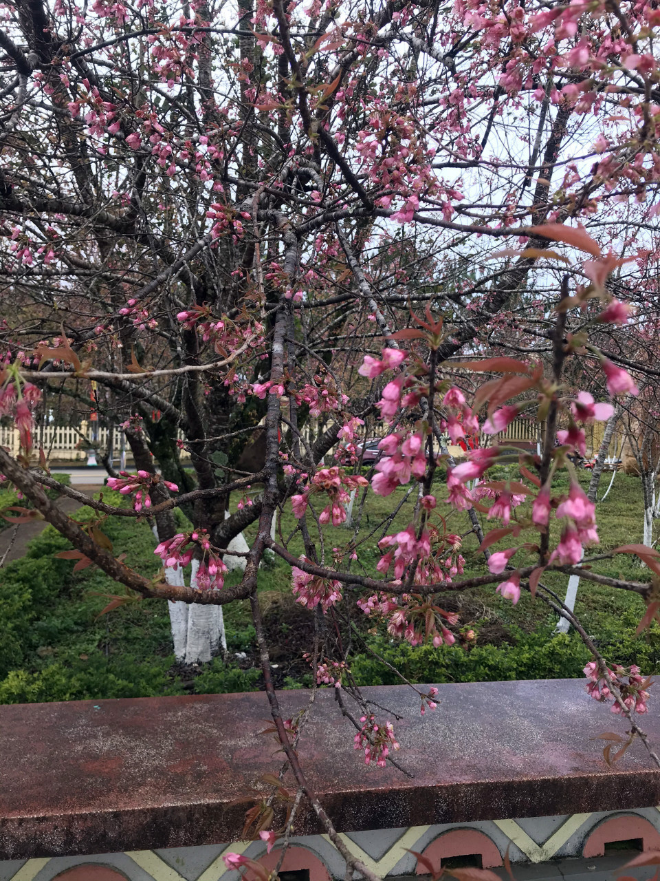 Hoa anh đào tại thị trấn Măng Đen, huyện Kon Plông, tỉnh Kon Tum đồng loạt bung hoa, khoe sắc vào đúng ngày đầu Năm Mới 2022. (Ảnh: Khoa Chương/TTXVN)