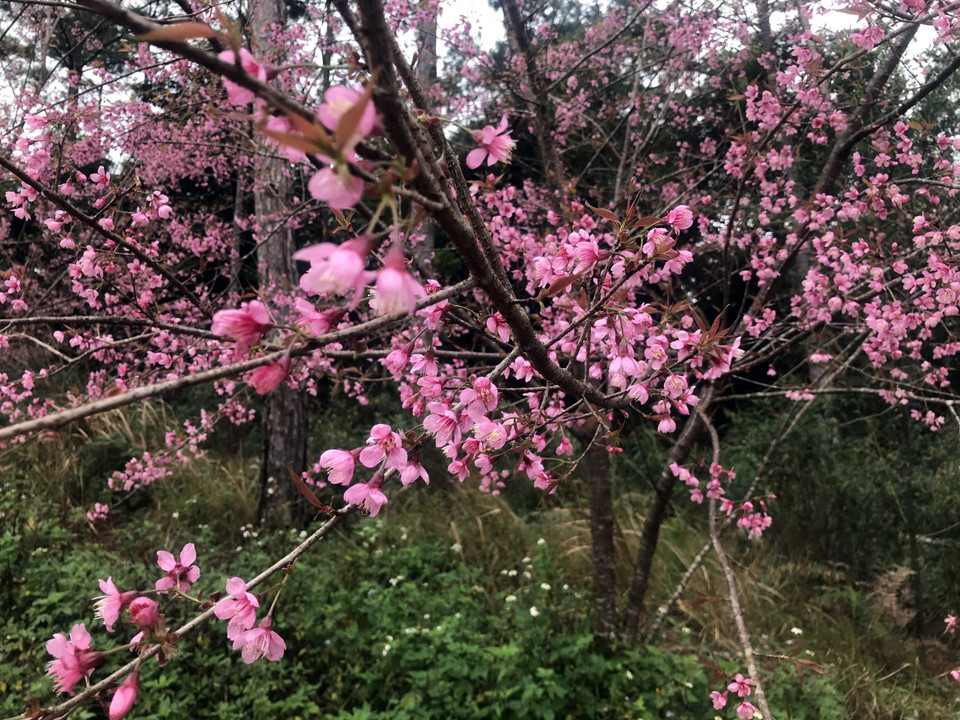 Hoa anh đào tại thị trấn Măng Đen, huyện Kon Plông, tỉnh Kon Tum đồng loạt bung hoa, khoe sắc vào đúng ngày đầu Năm Mới 2022. (Ảnh: Khoa Chương/TTXVN)
