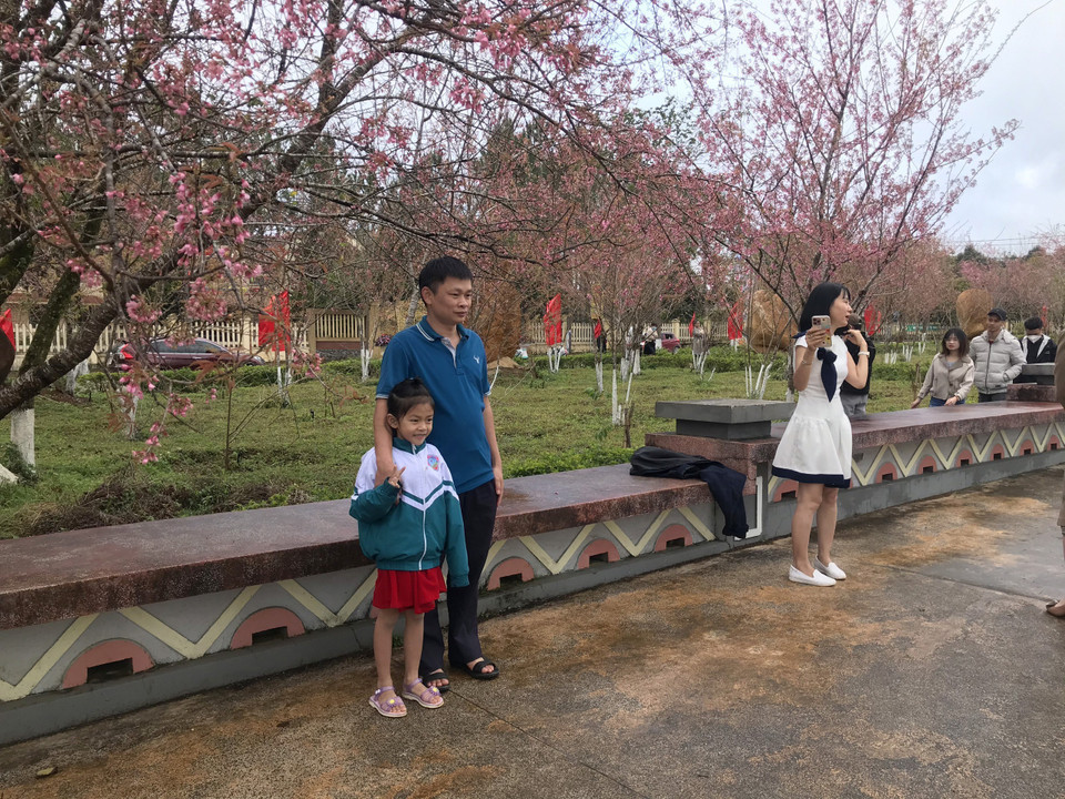 Du khách chụp ảnh cùng hàng cây anh đào cổ thụ tại khu vực quảng trường trung tâm thị trấn Măng Đen, huyện Kon Plông, tỉnh Kon Tum. (Ảnh: Khoa Chương/TTXVN)