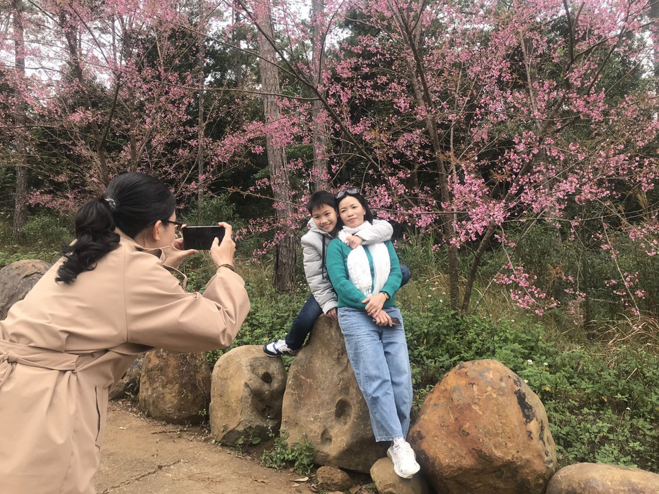 Du khách chụp ảnh cùng hoa anh đào tại thị trấn Măng Đen, huyện Kon Plông, tỉnh Kon Tum. (Ảnh: Khoa Chương/TTXVN)