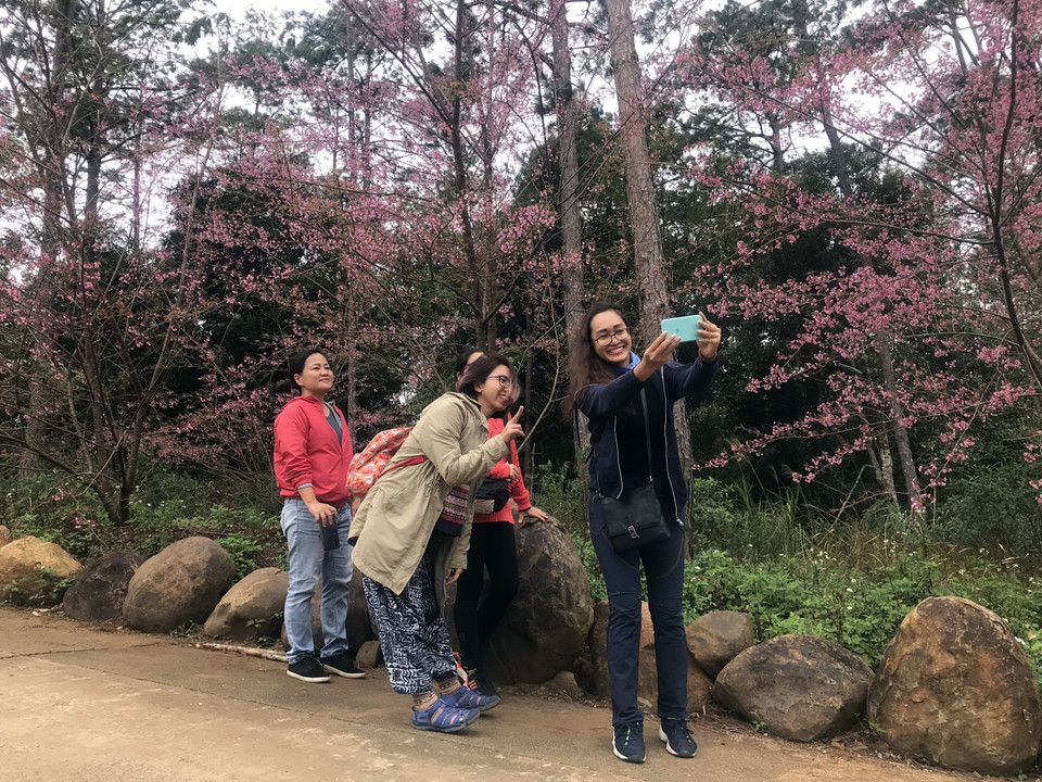 Du khách thích thú chụp ảnh cùng hoa anh đào tại thị trấn Măng Đen, huyện Kon Plông, tỉnh Kon Tum. (Ảnh: Khoa Chương/TTXVN)