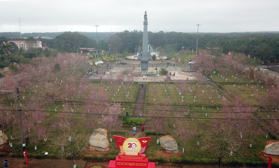 Hoa anh đào tại thị trấn Măng Đen, huyện Kon Plông, tỉnh Kon Tum đồng loạt bung hoa, khoe sắc vào đúng ngày đầu Năm Mới 2022. (Ảnh: Khoa Chương/TTXVN)