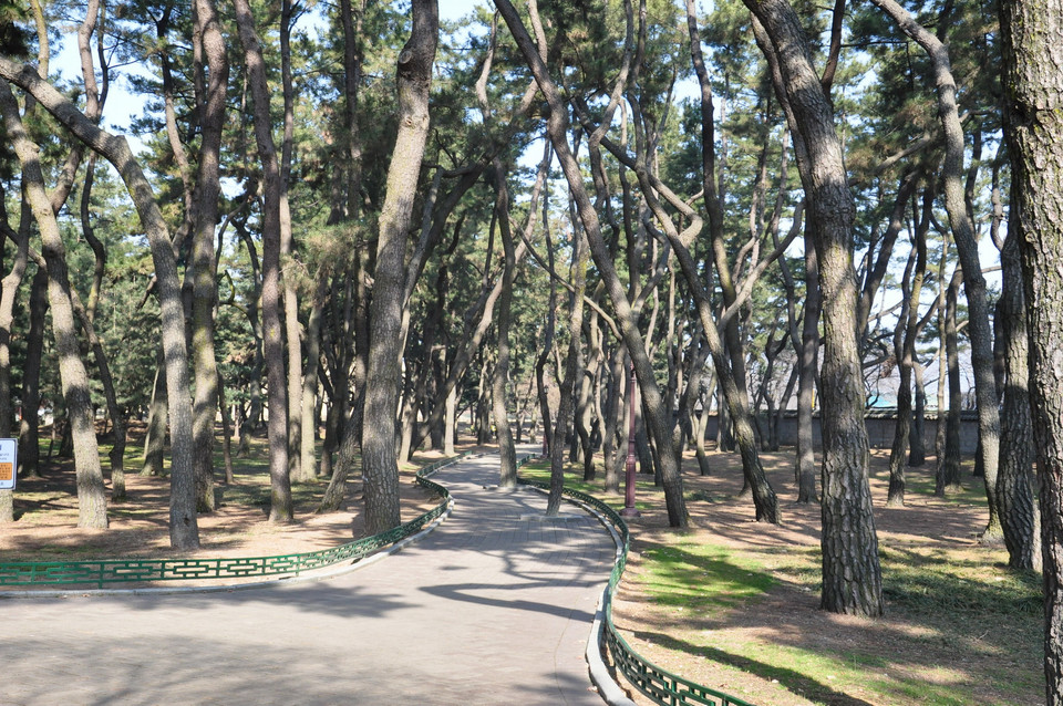 Đường dẫn vào khu lăng mộ Daereungwon. (Ảnh: Thanh Thảo/Vietnam+)