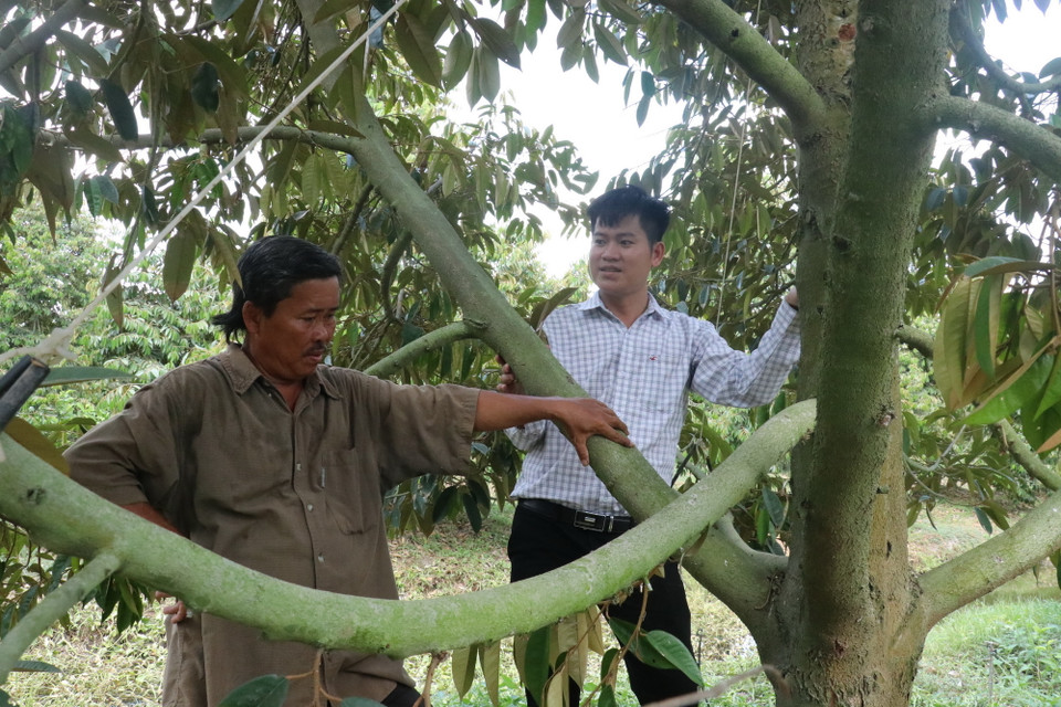 Ông Trần Văn Chín cùng cán bộ khuyến nông xã Tân Lập, huyện Tân Thạnh bên vườn sầu riêng của mình. (Ảnh: Đức Hạnh/TTXVN)