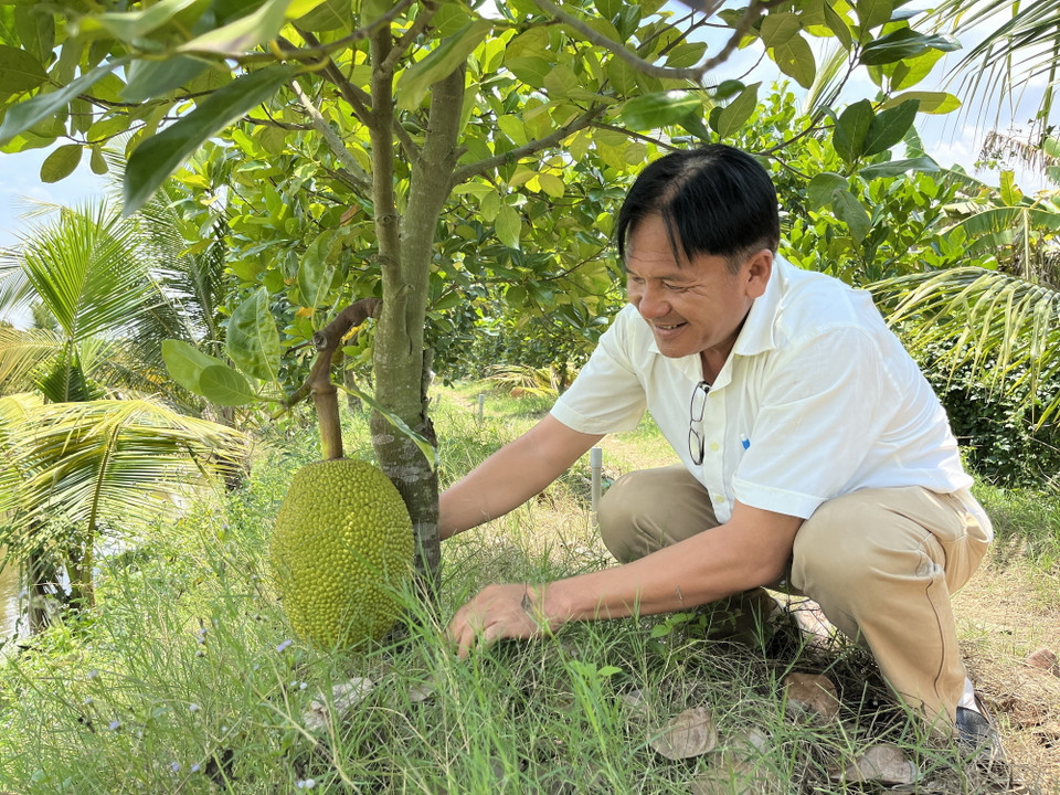 Mít là 1 trong những cây ăn trái chủ lực của vùng Đồng Tháp Mười mà tỉnh Long An quy hoạch phát triển đến năm 2025 và 2030. (Ảnh: Đức Hạnh/TTXVN)