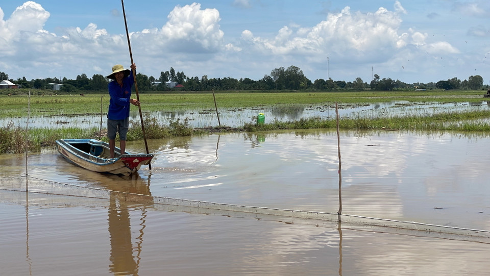 Người dân vùng Đồng Tháp Mười không còn nhiều nguồn lợi từ tôm, cá khi lũ về thấp. (Ảnh: Đức Hạnh/TTXVN)