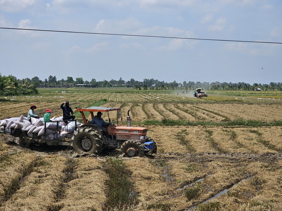 Máy gặt đập liên hợp thu hoạch lúa trên cánh đồng vùng biên Thạnh Trị (thị xã Kiến Tường). (Ảnh: Đức Hạnh/TTXVN)