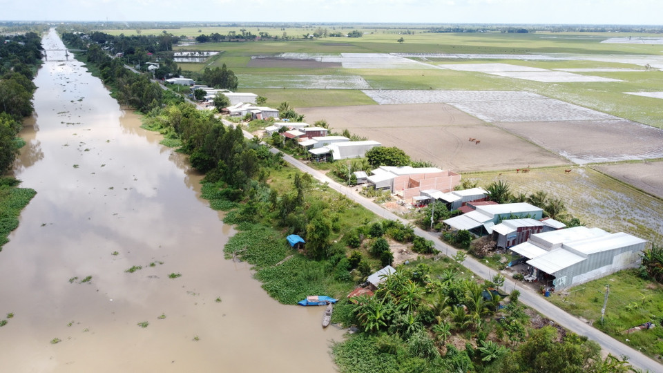 Cánh đồng huyện Tân Hưng mùa lũ thấp năm 2023. (Ảnh: Đức Hạnh/TTXVN)