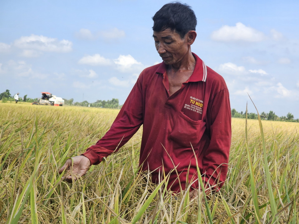 Gia đình có hơn 3ha đất, ông Nguyễn Văn Tám (xã Tân Hòa, huyện Tân Thạnh) đều trồng lúa theo hướng ứng dụng công nghệ cao. (Ảnh: Đức Hạnh/TTXVN)