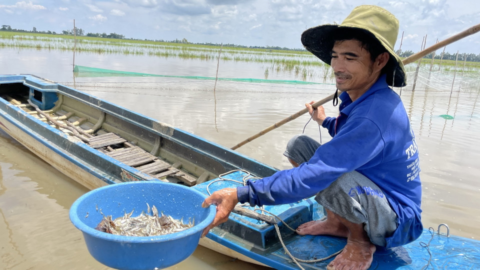 Người dân vùng Đồng Tháp Mười không còn nhiều nguồn lợi từ tôm, cá khi lũ về thấp. (Ảnh: Đức Hạnh/TTXVN)